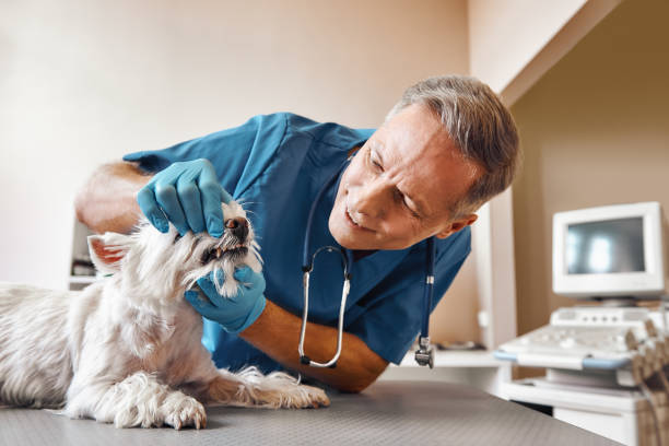 Best Mobile Emergency Dentist in Fox Lake Hls, IL